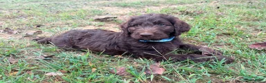Goldendoodle 3