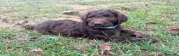 Goldendoodle dogs for sale: Goldendoodle 3 - Ad 1