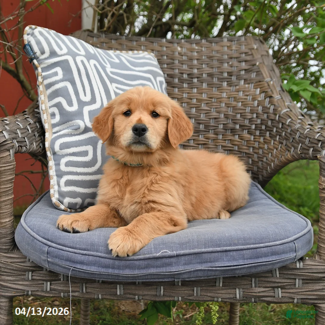 Golden Retriever dogs for sale: Marsha - Ad 2