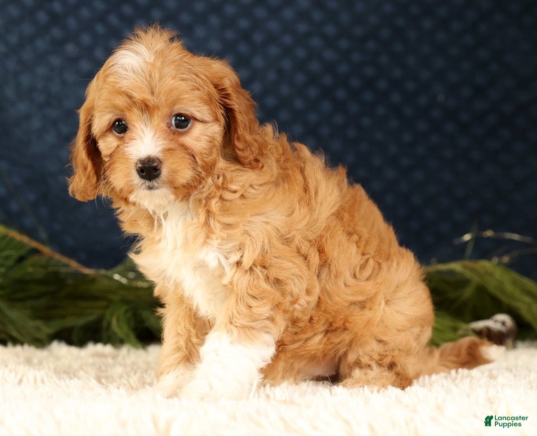 Cavapoo dogs for sale: Vanessa - Ad 5