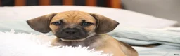 Puggle dogs for sale: Colorado - Ad 5