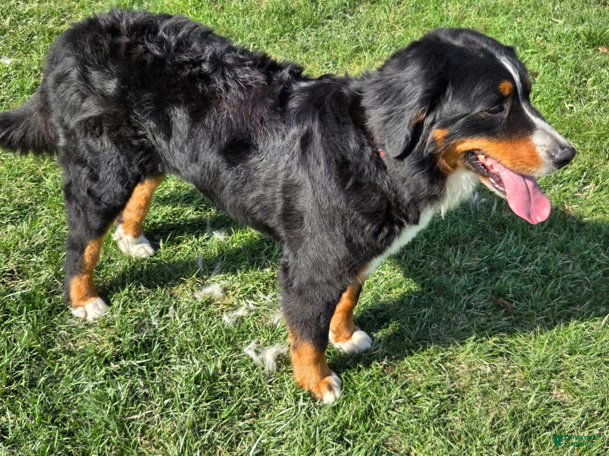Meeka