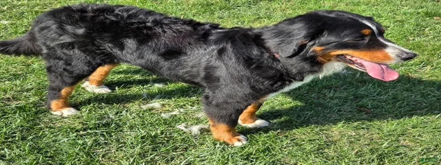 Meeka