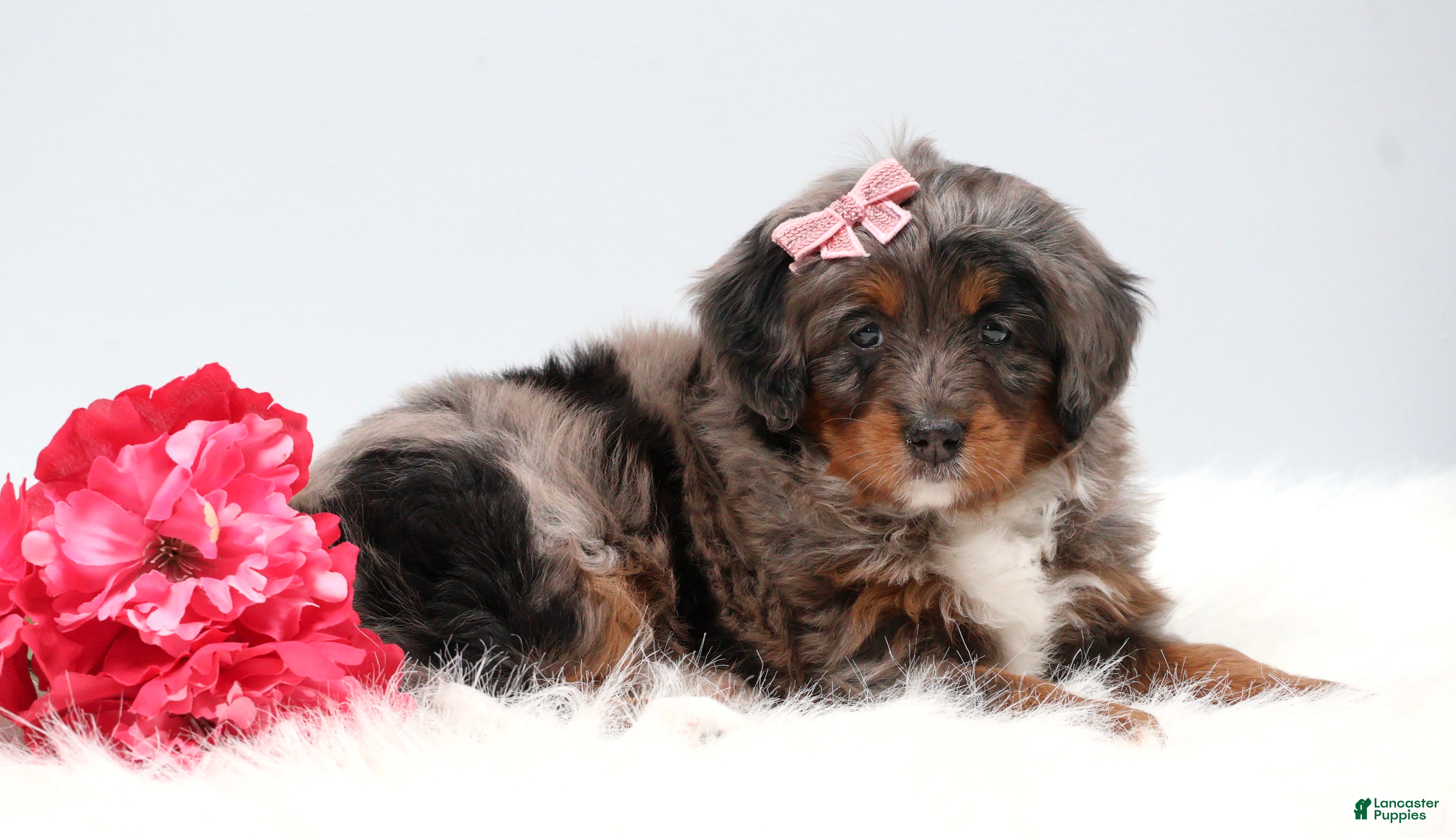 Mini Bernedoodle dogs Candy  - Ad 2