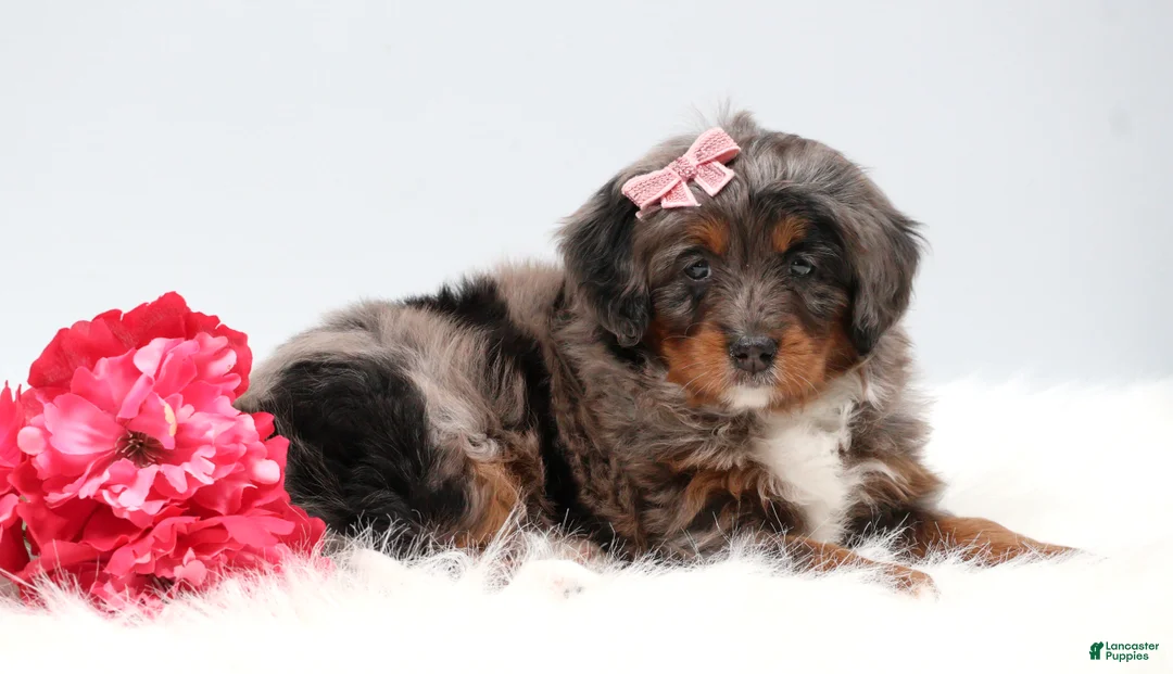 Mini Bernedoodle dogs for sale: Candy  - Ad 2