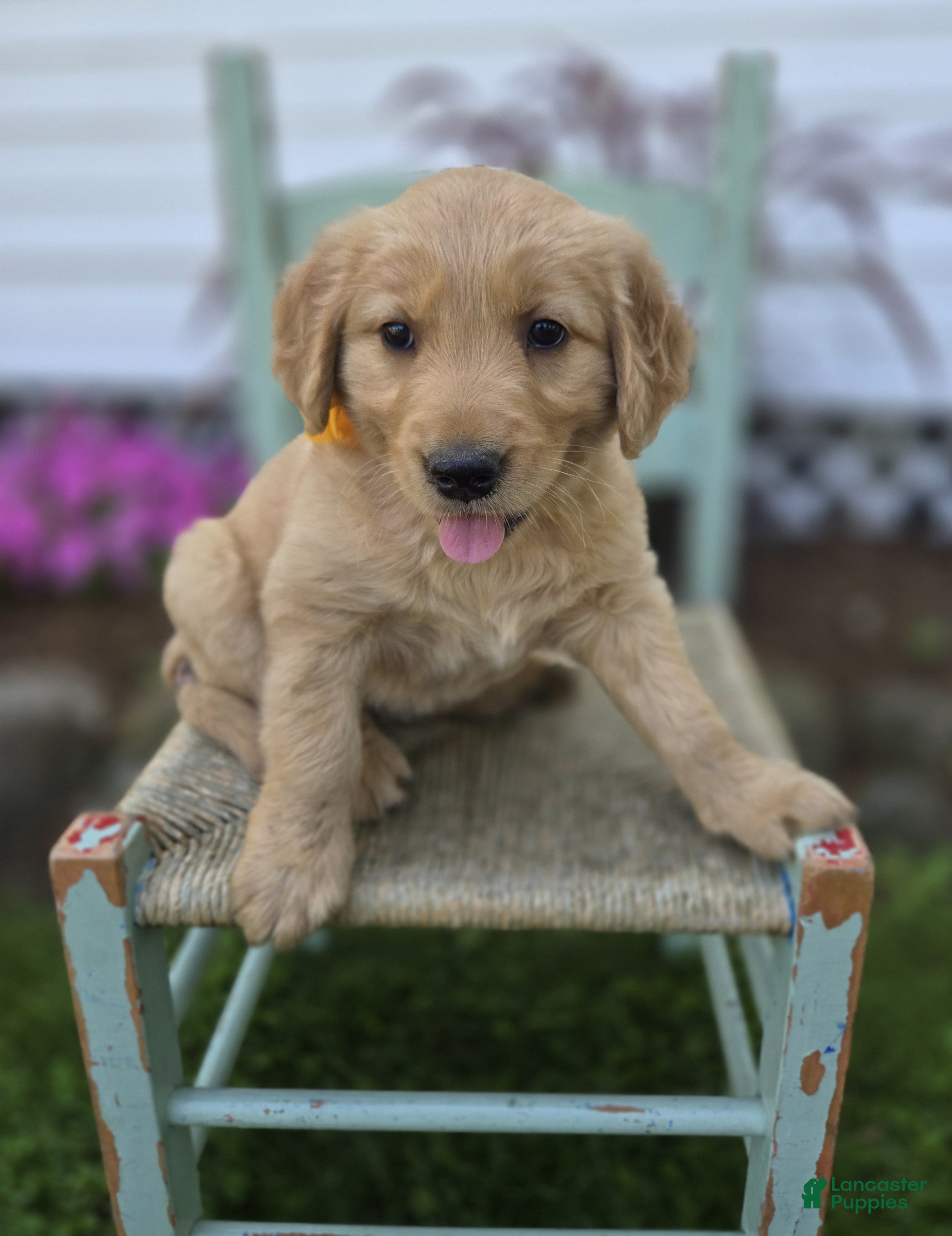 Golden Retriever dogs Tammy - Ad 2