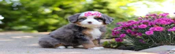 Mini Bernedoodle dogs for sale: Sunny - Ad 5