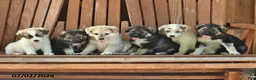 Mixed Breed dogs for sale: Beauty - Ad 3