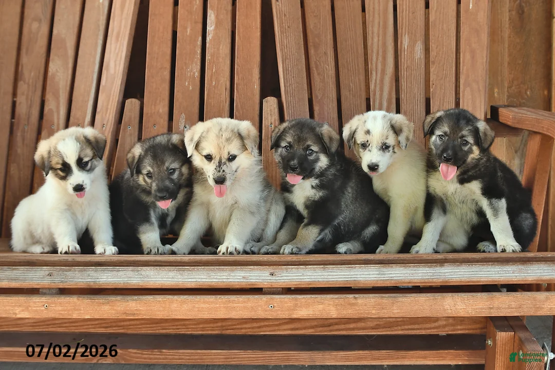 Mixed Breed dogs for sale: Beauty - Ad 3