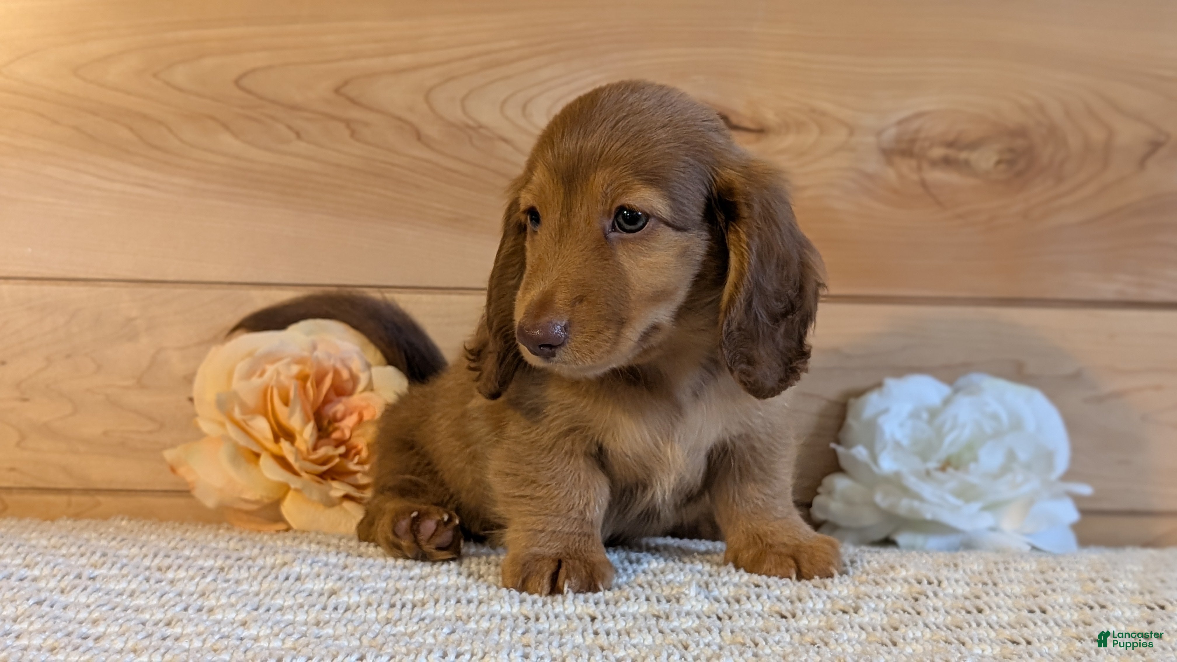 Miniature Dachshund dogs Heath  - Ad 2