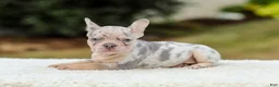 French Bulldog dogs for sale: Master – Lilac & Tan Merle - Ad 4