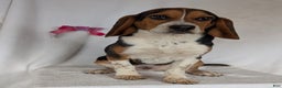 Beagle dogs for sale: Ross - Ad 18