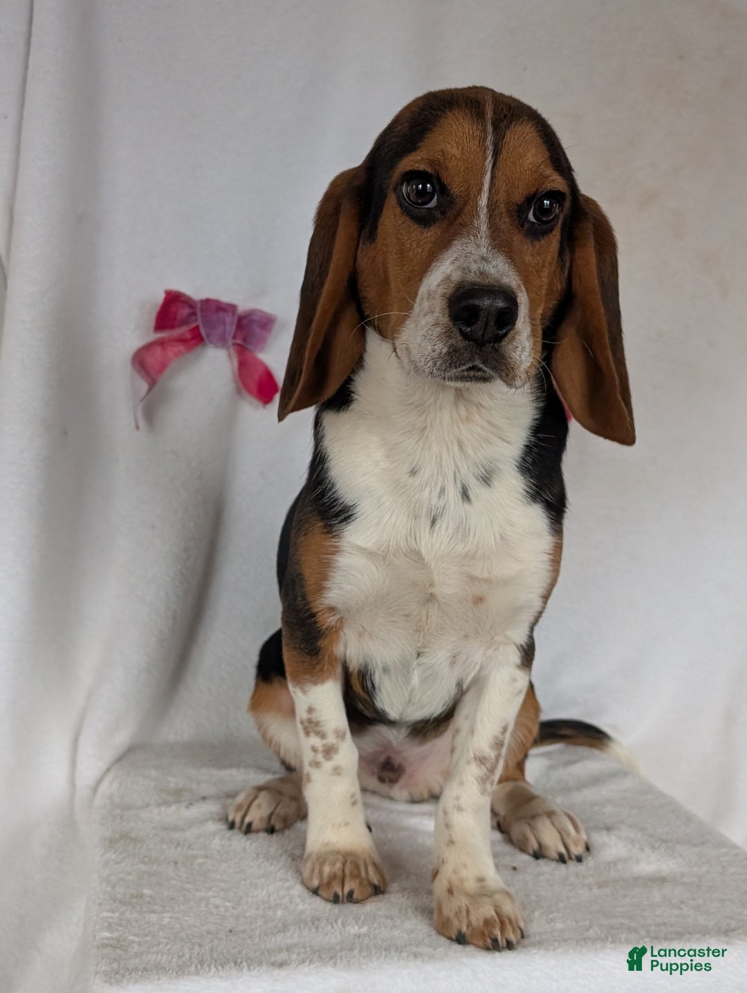 Beagle dogs for sale: Ross - Ad 18