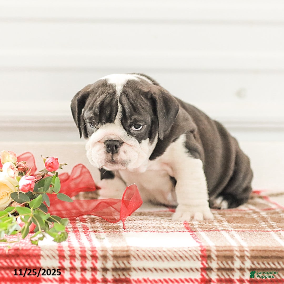 English Bulldog dogs for sale: Rex - Ad 6