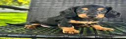 Dachshund dogs for sale: Devo - Ad 4