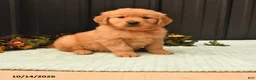 Golden Retriever dogs for sale: Blake - Ad 1