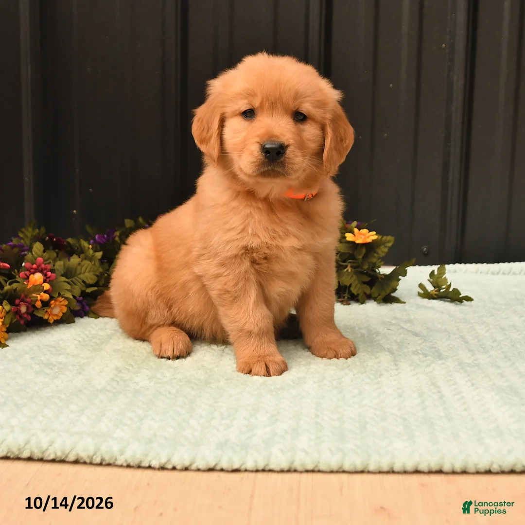 Golden Retriever dogs for sale: Blake - Ad 1