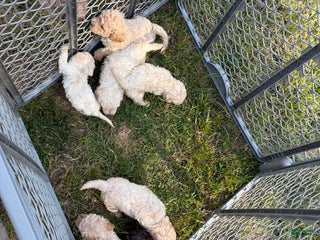Mini Goldendoodle dogs - Ad 21