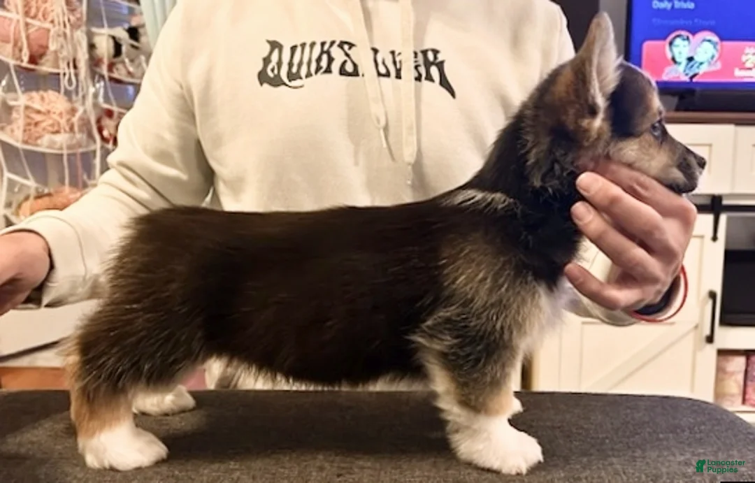 Welsh Corgi Pembroke dogs for sale: Murphy   - Ad 1