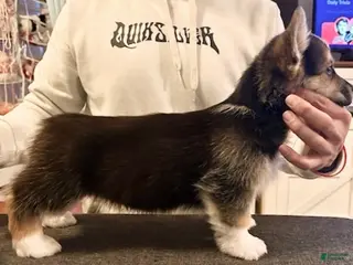 Welsh Corgi Pembroke dogs for sale: Murphy - Ad 1