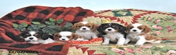 Cavalier King Charles Spaniel dogs for sale: Twila - Ad 5