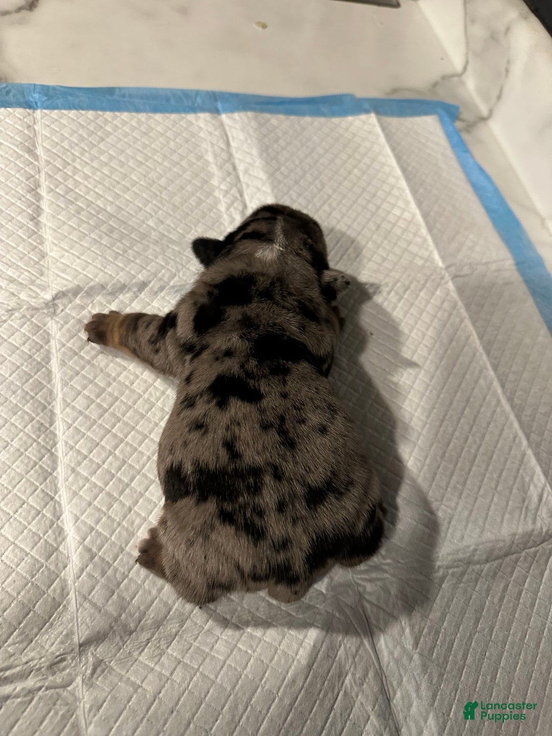 English Bulldog dogs for sale: Blue Fawn Merle Boy  - Ad 36