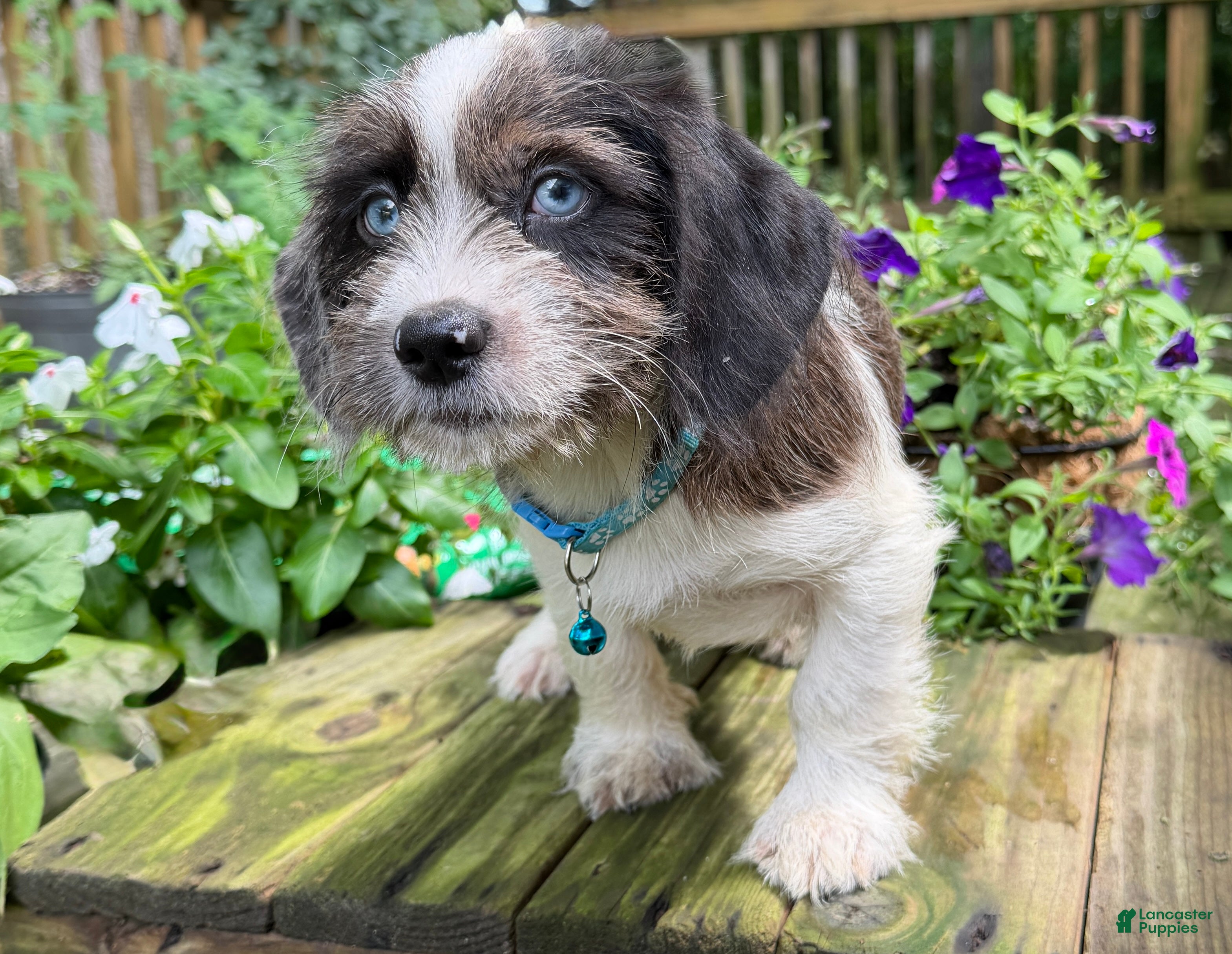 Mixed Breed dogs Buddy - Ad 2
