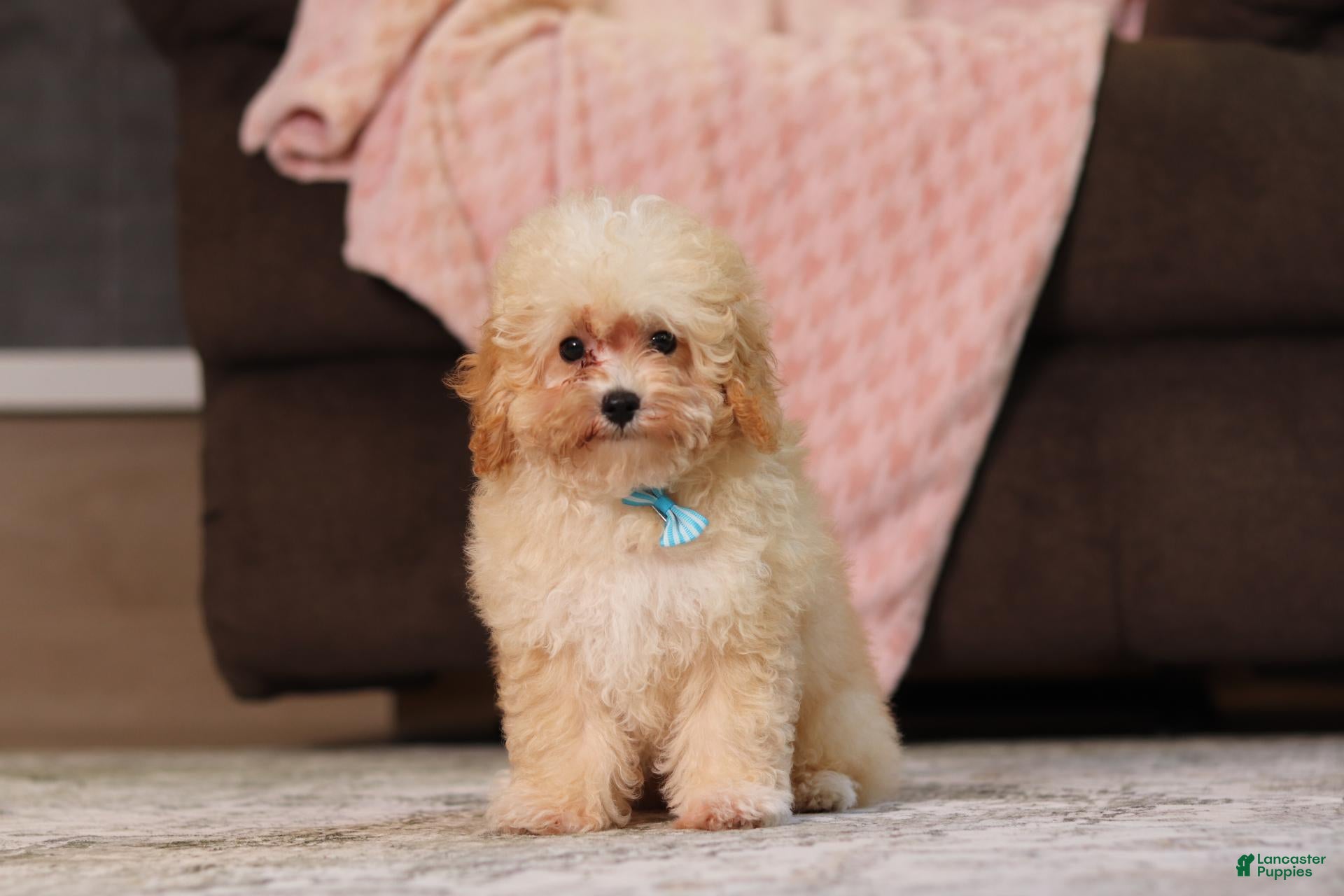 Miniature Poodle dogs Denver (AKC) - Ad 1