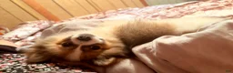 Pomeranian dogs for sale: Pomeranian Puppy 1 - Ad 8