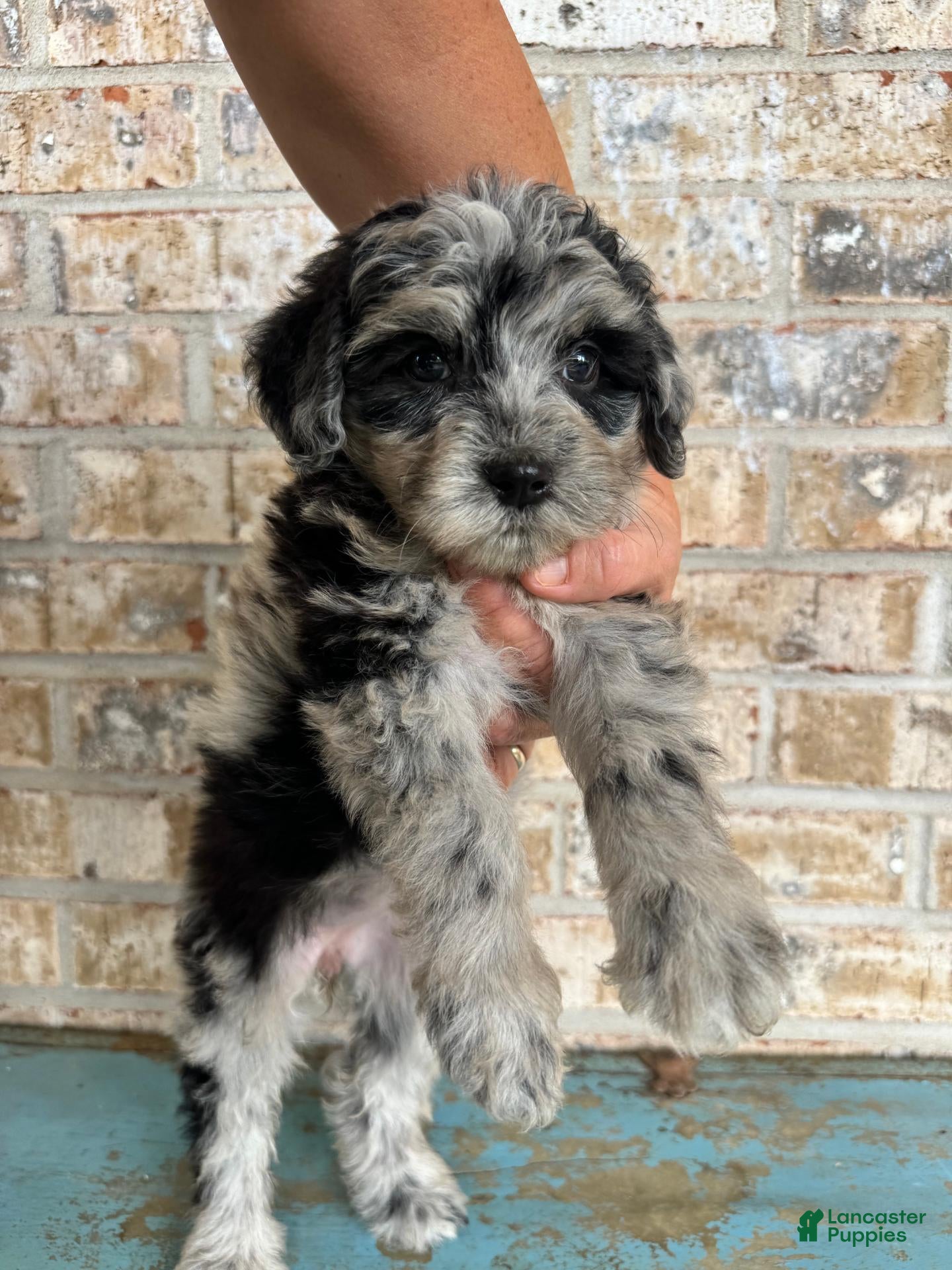 Mixed Breed dogs for sale: Sierra - Ad 4