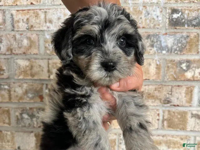 Mixed Breed dogs for sale: Sierra - Ad 7