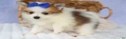 Pomeranian dogs for sale: Evan🐶  - Ad 13