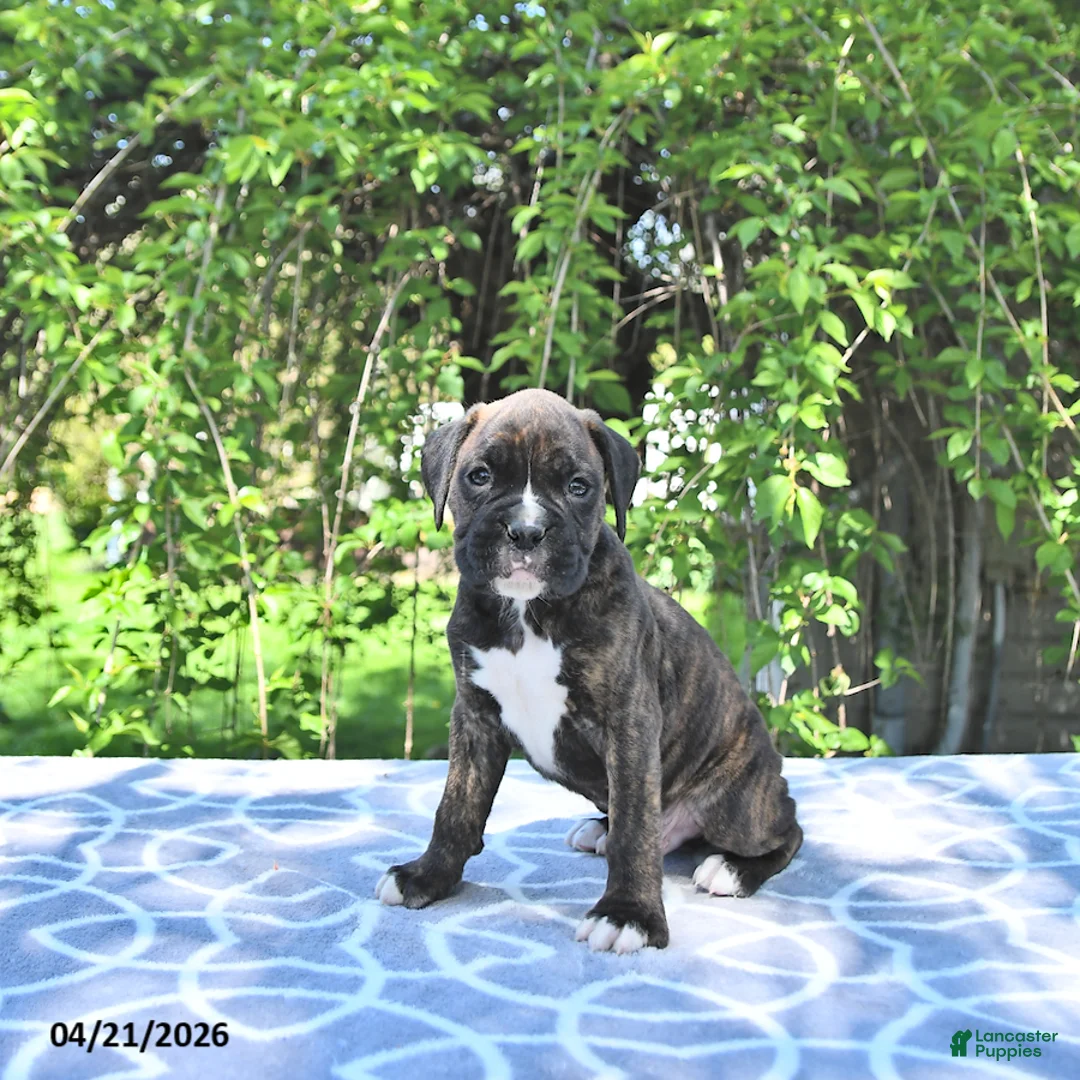 Boxer dogs for sale: Rocky - Ad 1