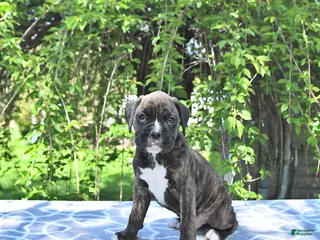 Boxer dogs for sale: Rocky - Ad 1