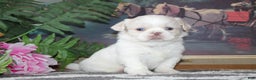 Shih Tzu dogs for sale: Ollie - Ad 2