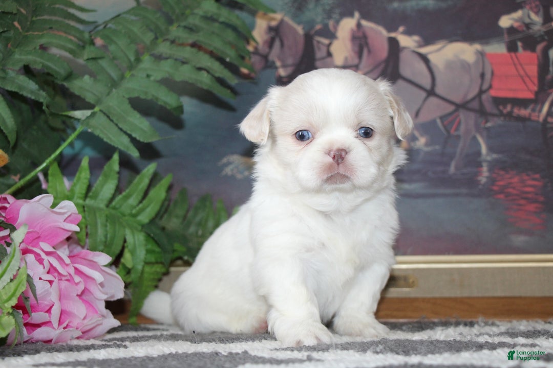 Shih Tzu dogs for sale: Ollie - Ad 2
