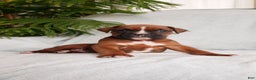 Boxer dogs for sale: Baxter - Ad 1