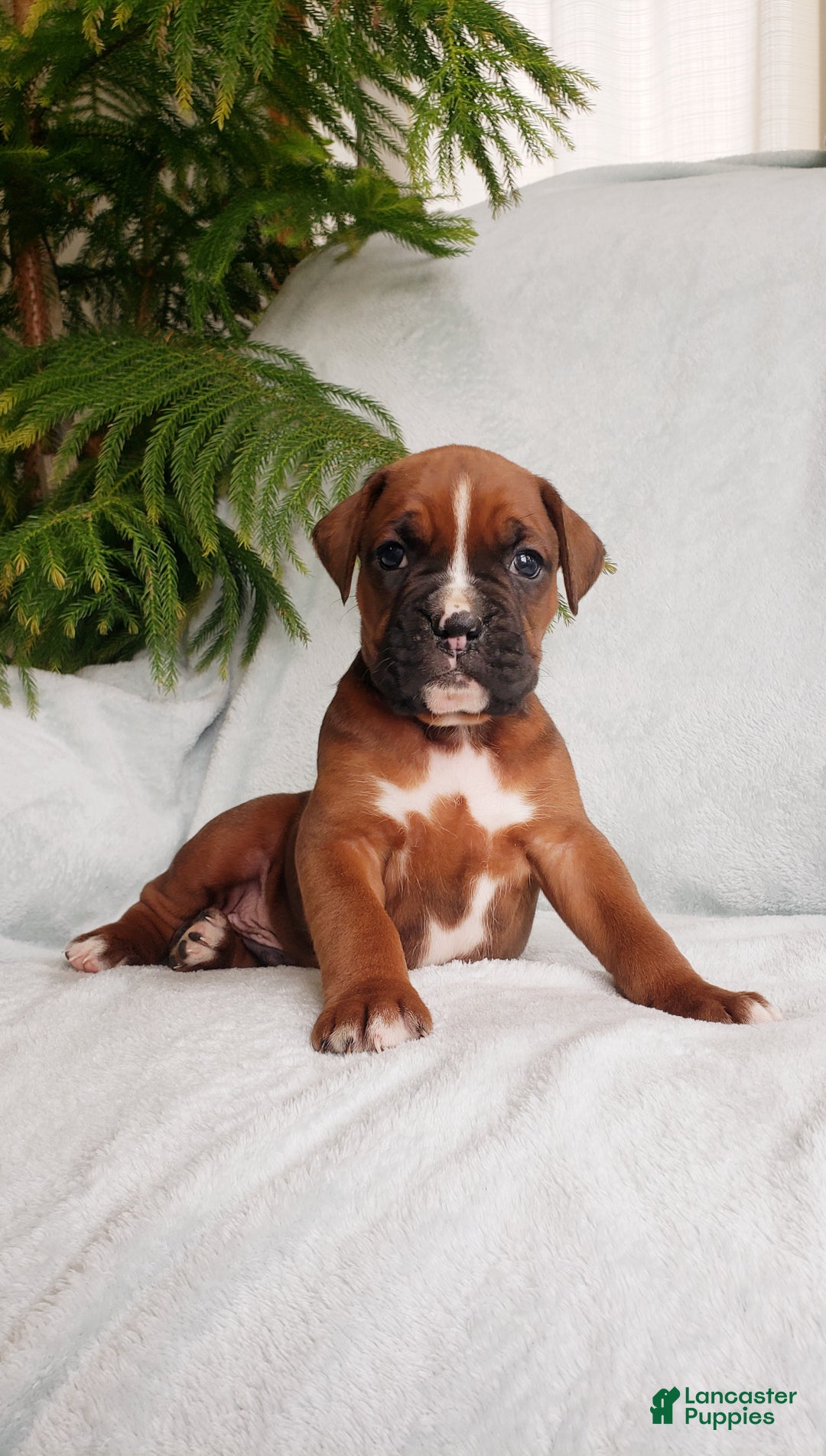 Boxer dogs for sale: Baxter - Ad 1