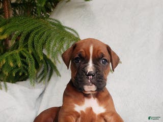 Boxer dogs Baxter - Ad 37