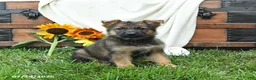 German Shepherd dogs for sale: Orchid - Ad 1