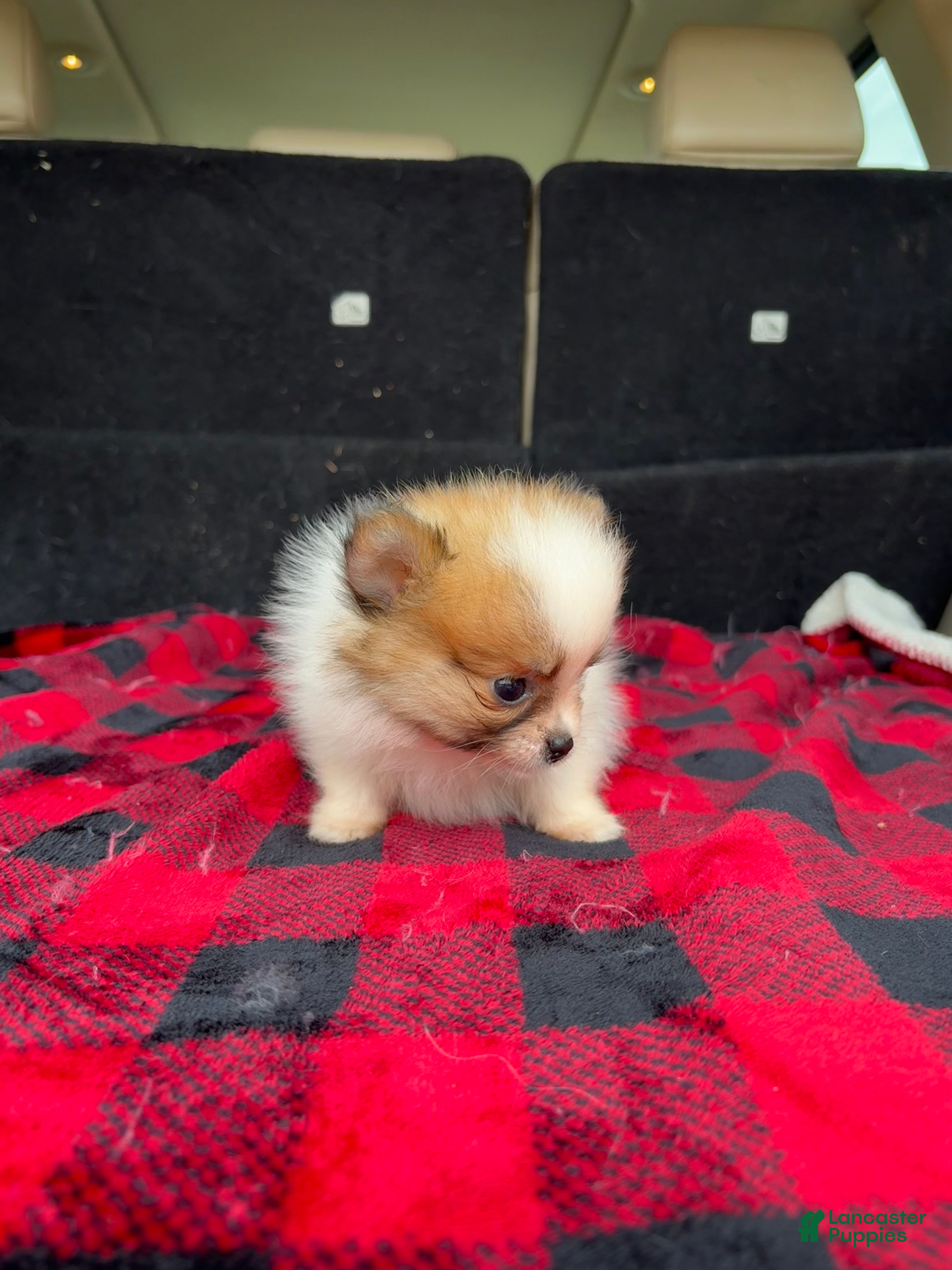 Pomeranian dogs Lilly - Ad 2