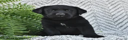 Labrador Retriever dogs for sale: Tucker  - Ad 3