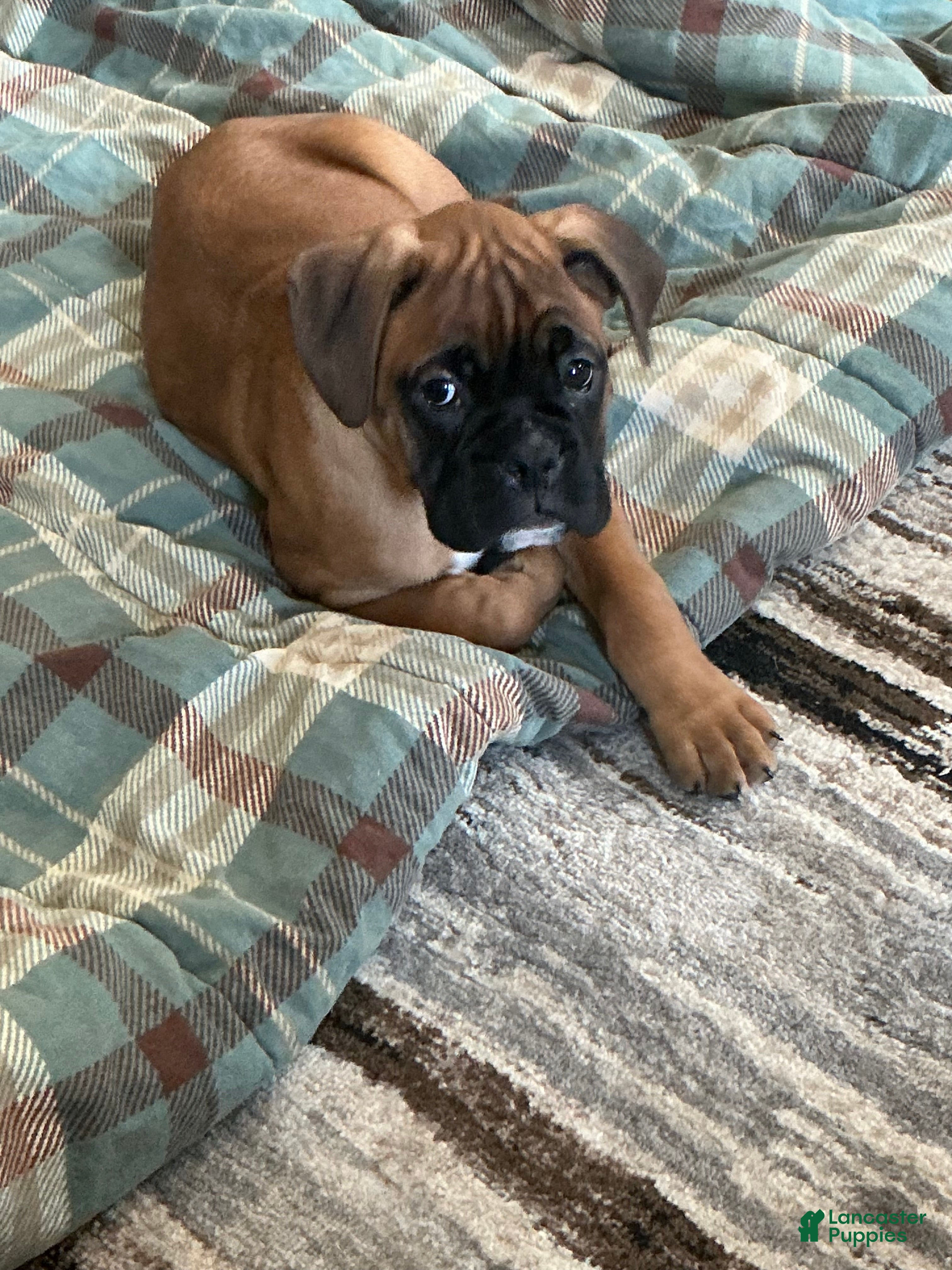Boxer dogs Dozer - Ad 26
