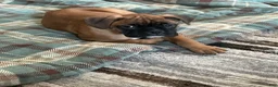Boxer dogs for sale: Dozer - Ad 1