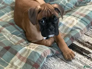Boxer dogs Dozer - Ad 26