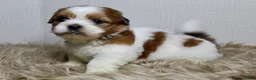 Shih Tzu dogs for sale: Niko - Ad 5