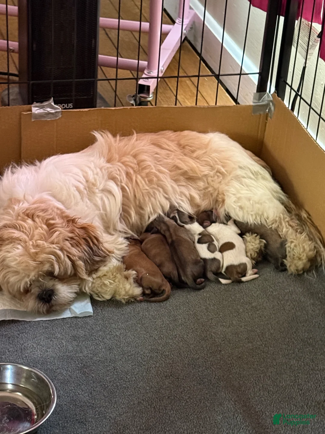 Lhasa Apso dogs for sale: Lhasa Apso Puppy 6 - Ad 2