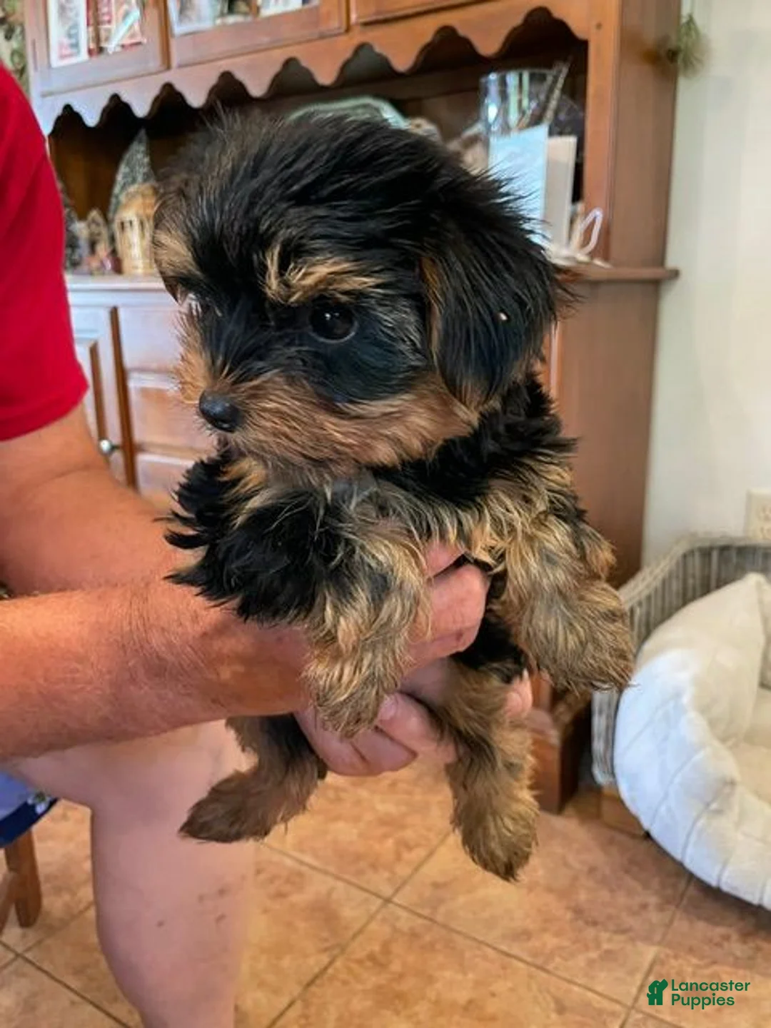 Yorkshire Terrier dogs for sale: Yorkshire Terrier Male Puppies - Ad 4