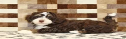 Mini Bernedoodle dogs for sale: Brandy - Ad 3