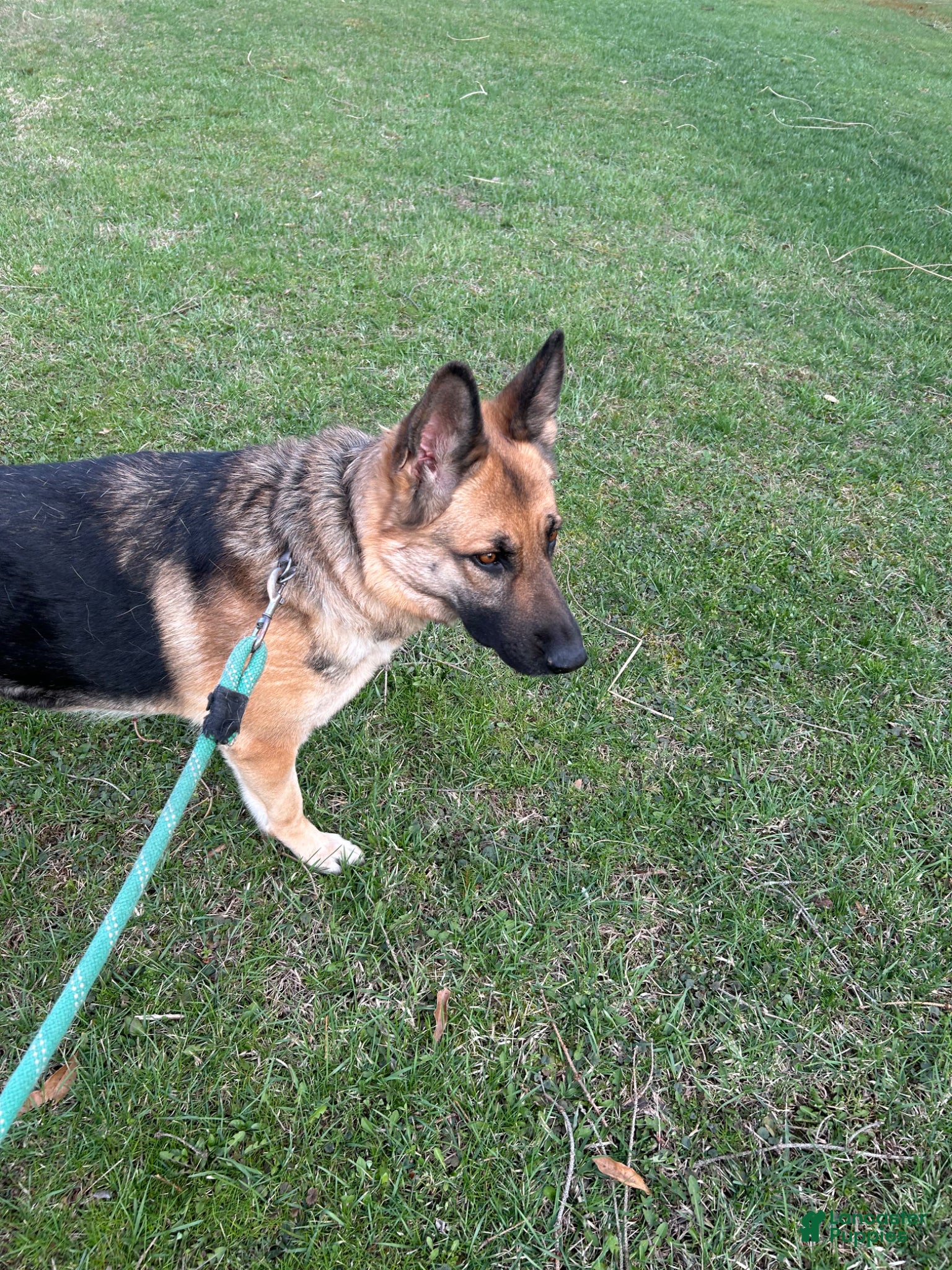 German Shepherd dogs German Shepherd Puppy 2 - Ad 2